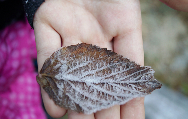 &quot;Снегом глаз радует, морозом ухо рвет&quot;: украинцев предупредили о похолодании